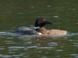 246 Common Loon and Chick