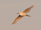 133 Great Egret Flight at Sunset