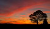 Big Tree Sunset ~Haverhill, MA