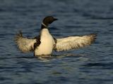 248 Common Loon Late Light