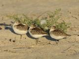 Semipalmated Sandpiper Juveniles Snoozing.jpg