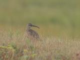 Whimbrel Single.jpg