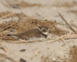 Semipalmated Plover Hunkered Down