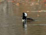 254 Hooded Merganser Male Swim Left.jpg