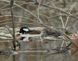 257 Hooded Merganser Pair Sleeping