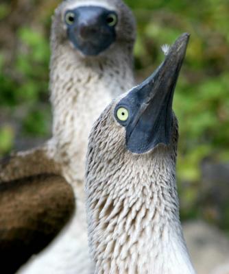 Male...small pupil!  Female..large Pupil!  Blue Footed Booby