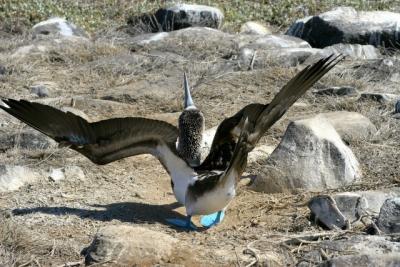 Hey....look at me (dance of the Blue Footed Booby)