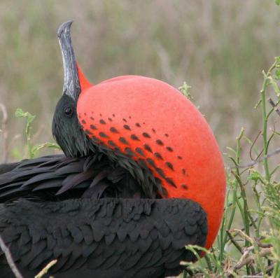 Great Frigate Bird 8Galap0405.jpg