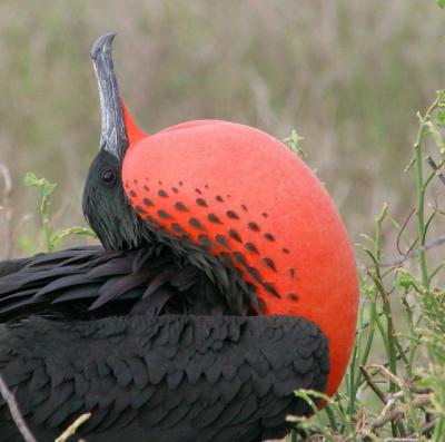 Great Frigate Bird    8Galap0405.jpg