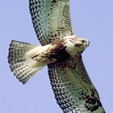 Probable Harlans x Rough-legged Hawk hybrid, juv. (#2 of 4)