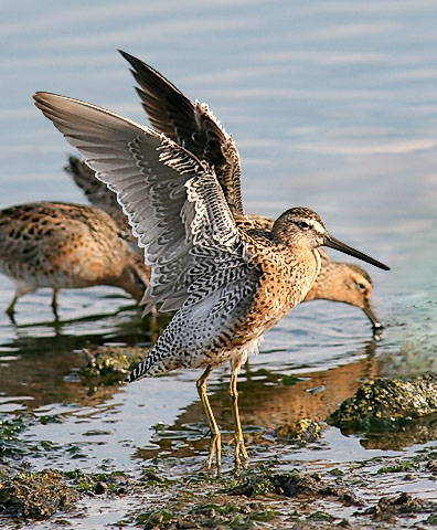 Short-billed Dowitcher, prealternate adult