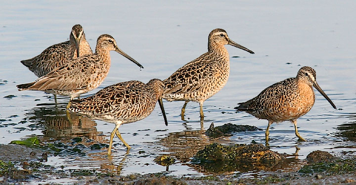 Short-billed Dowitchers, prealternate adults