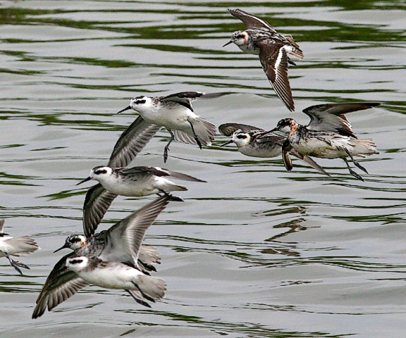 Red-necked Phalaropes, 1st prebasic and adults