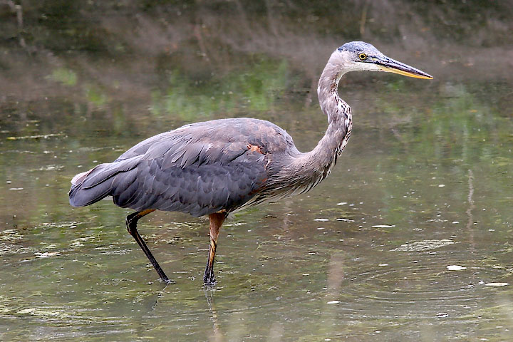 Great Blue Heron, juvenile