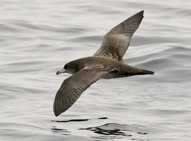 Pink-footed Shearwater