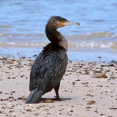 Great Cormorant, sub-adult