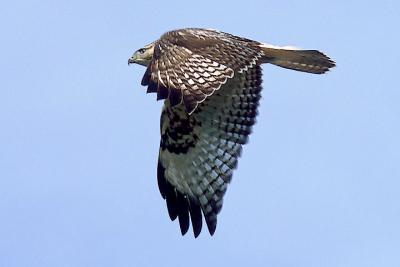 Probable Harlan's x Rough-legged Hawk hybrid, juv, (#3 of 4)