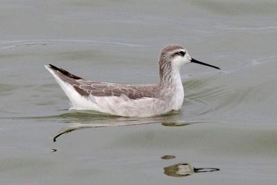 Wilsons Phalarope, basic adult