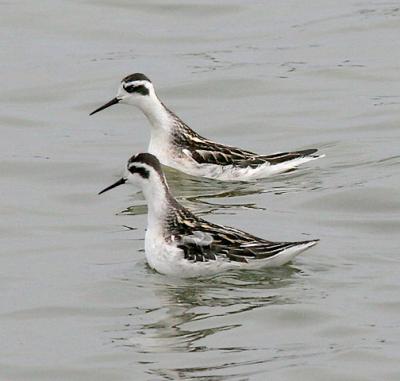 Red-necked Phalarope, 1st prebasic