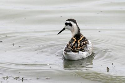 Red-necked Phalarope, 1st prebasic