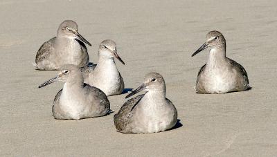Willets, basic adults