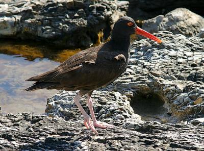 Black Oystercatcher