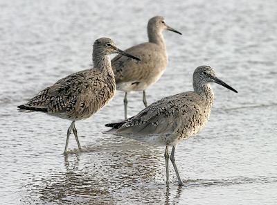 Willet, Solitary & Spotted Sandpipers