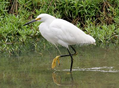 Snowy Egret, alternate adult