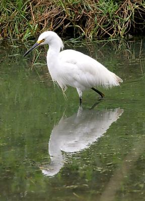 Snowy Egret, alternate adult