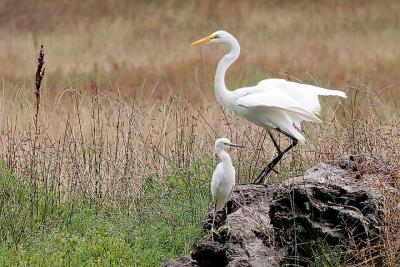 Snowy Egret & Great Egret