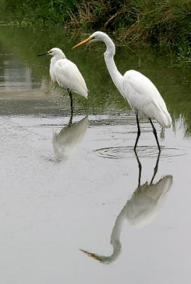 Snowy Egret & Great Egret