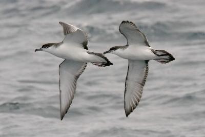 Buller's Shearwaters