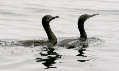 Brandt's Cormorants