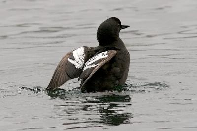 Pigeon Guillemot, alternate adult