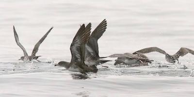 Pink-footed Shearwaters