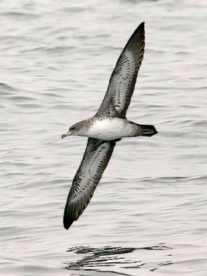 Pink-footed Shearwater