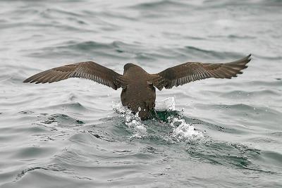 Sooty Shearwater (#2 of 2)