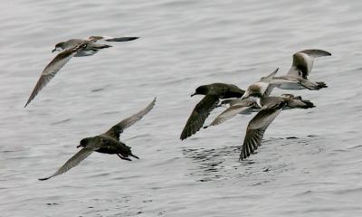 Buller's & Sooty Shearwaters