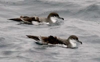 Buller's Shearwaters