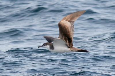 Buller's Shearwater