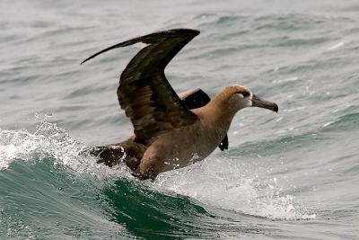 Black-footed Albatross