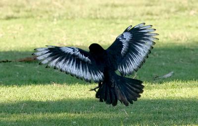 American Crow, schizochroic (#1 of 2)