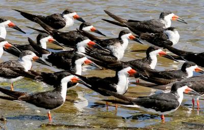 Black Skimmers, 1st cycle with alternate and prebasic adults