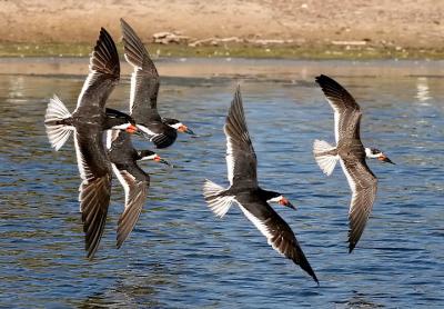 Black Skimmers, 1st cycle with alternate and prebasic adults