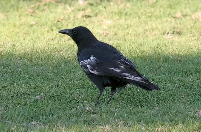 American Crow, schizochroic (#2 of 2)