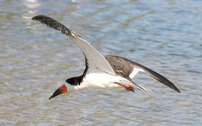 Black Skimmer, alternate adult