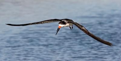 Black Skimmer, prebasic adult