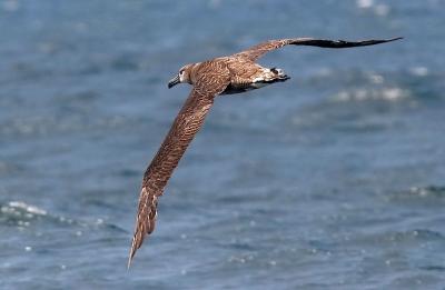 Black-footed Albatross