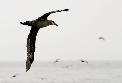 Black-footed Albatross