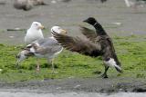 Gray-bellied Brant